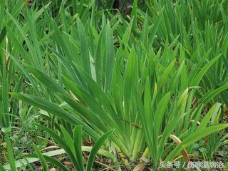 山东济南药材市场在哪里,济南常见的草药