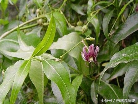 山东济南药材市场在哪里,济南常见的草药