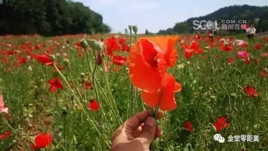 周末踏青最美樱花谷,周末乡村游田园美景醉游人