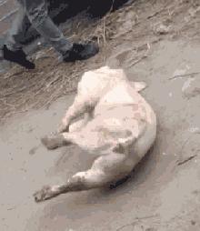 十张搞笑gif图看完可别笑晕了,爆笑十幅gif图