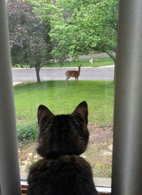 带来幸运的招财小黑猫,一只可以带来好运的猫