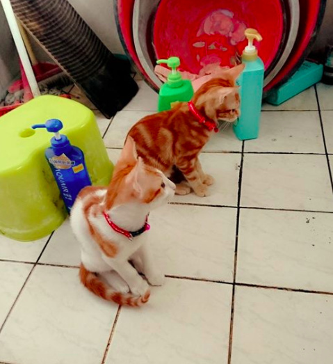 带来幸运的招财小黑猫,一只可以带来好运的猫