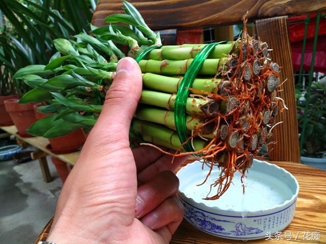 富贵塔竹怎么水养才旺盛,塔竹怎么养得好