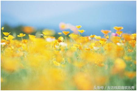 厦门花卉市场价格官网,厦门花卉批发市场