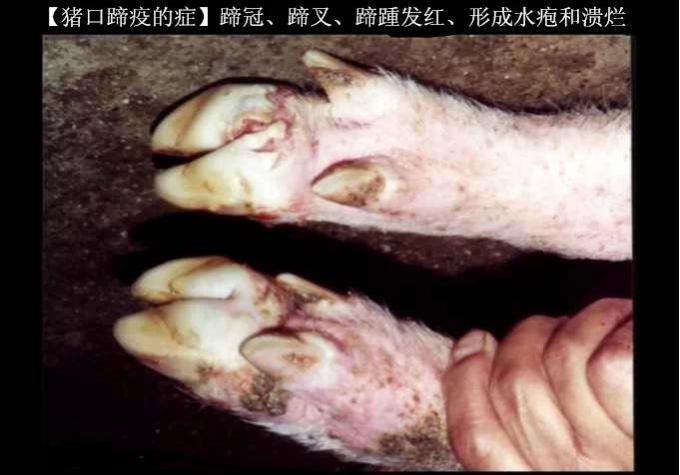 预防猪口蹄疫拌料的药,口蹄疫苗是预防什么的