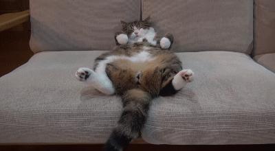 跟猫在一起最好的状态,和猫一起度过的日常生活