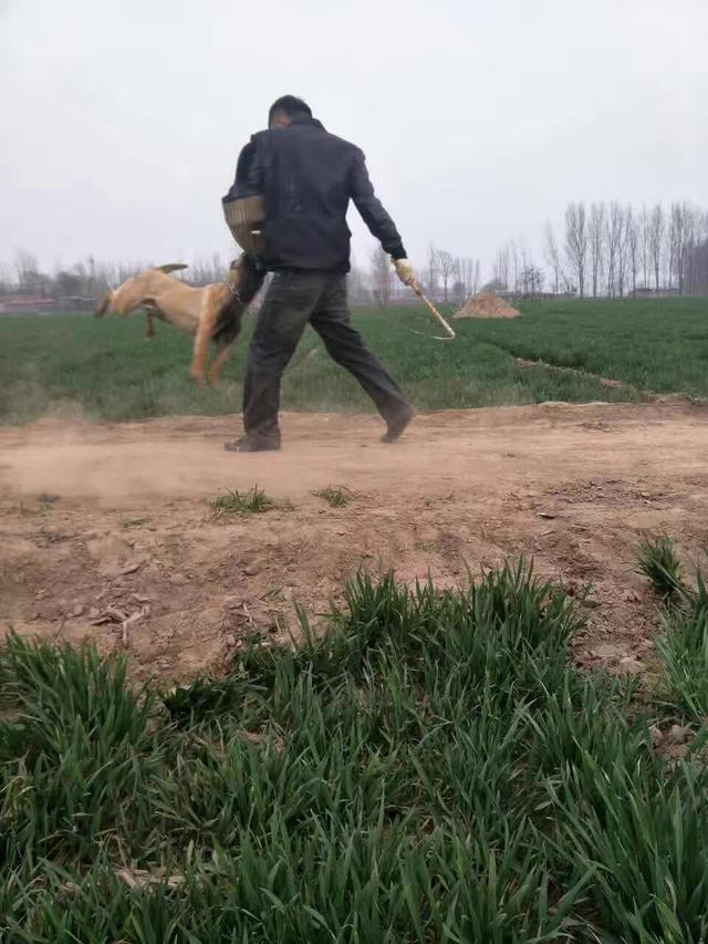 什么样的马犬才是军犬,大耳朵马犬和小耳朵马犬啥血统