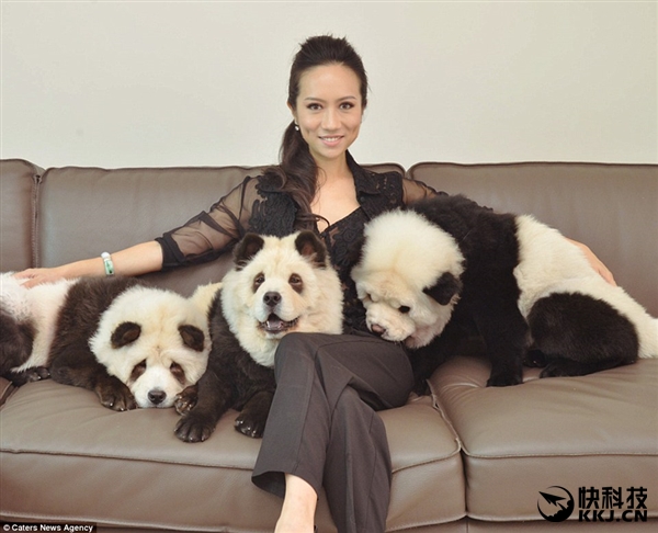 网红松狮熊猫,松狮熊猫造型是染的吗