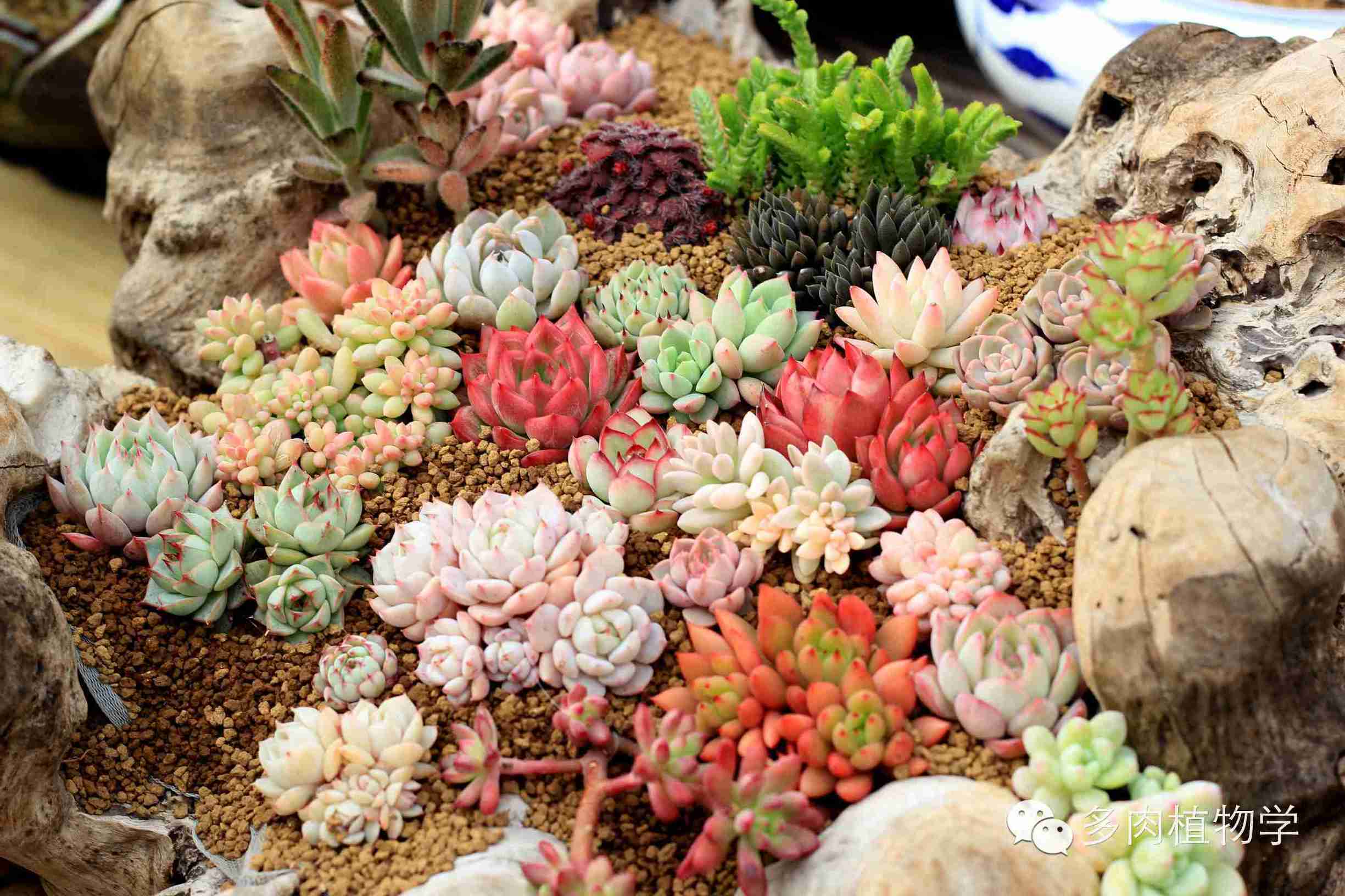 去景天韵开眼界,多肉让人浮想联翩