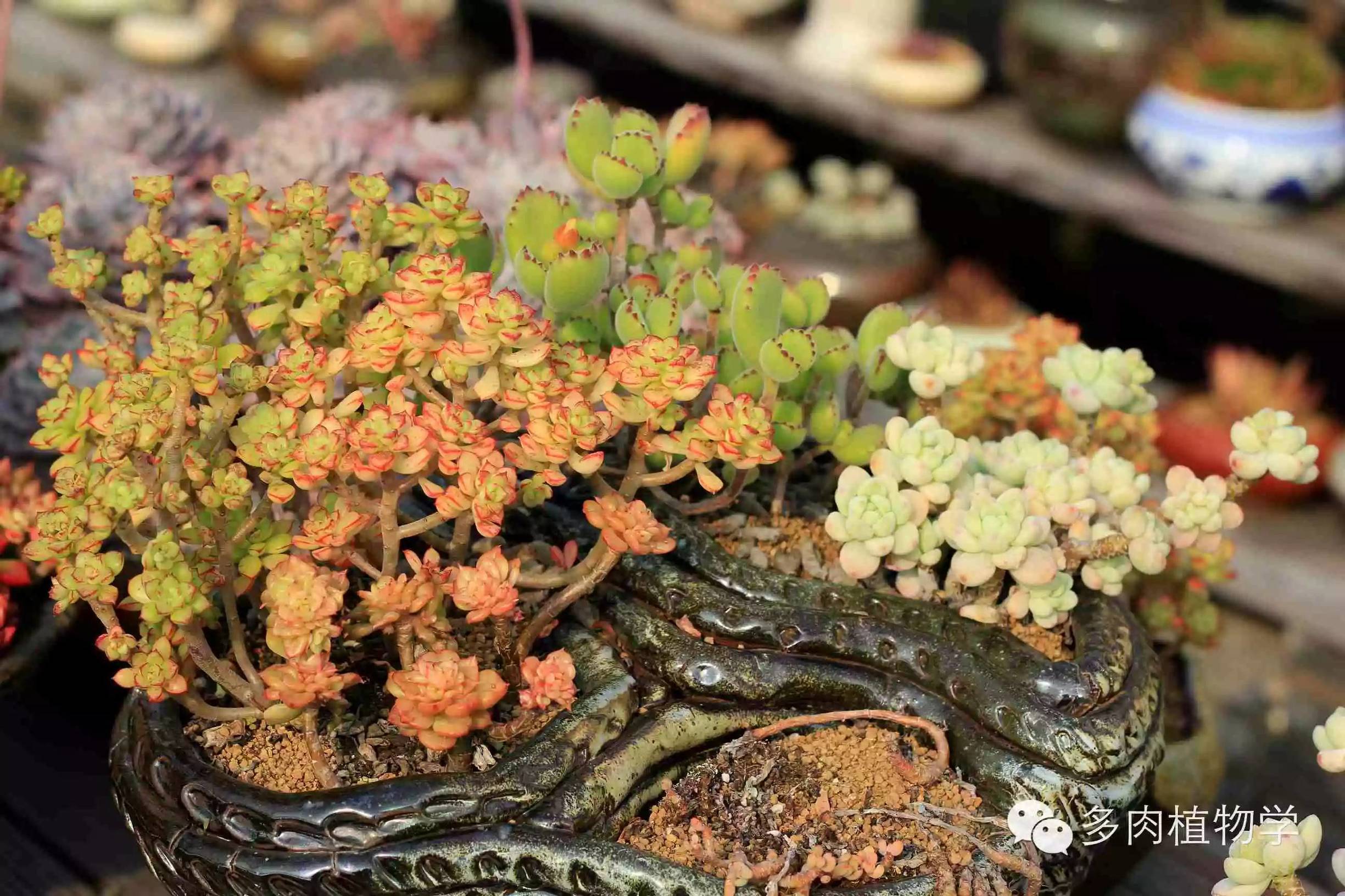 去景天韵开眼界,多肉让人浮想联翩