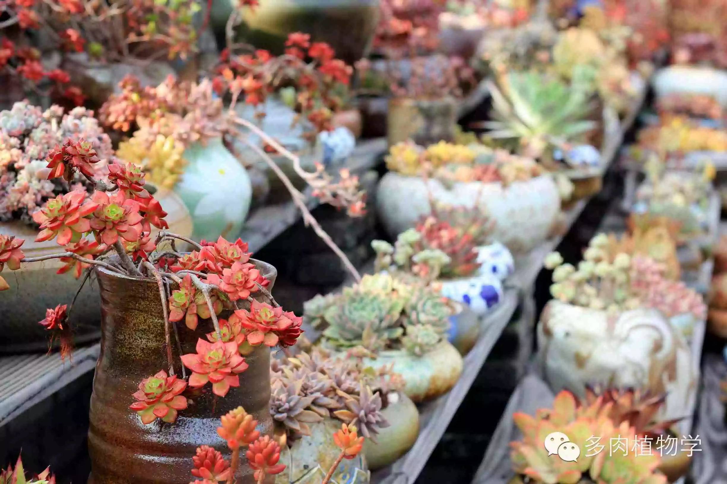去景天韵开眼界,多肉让人浮想联翩