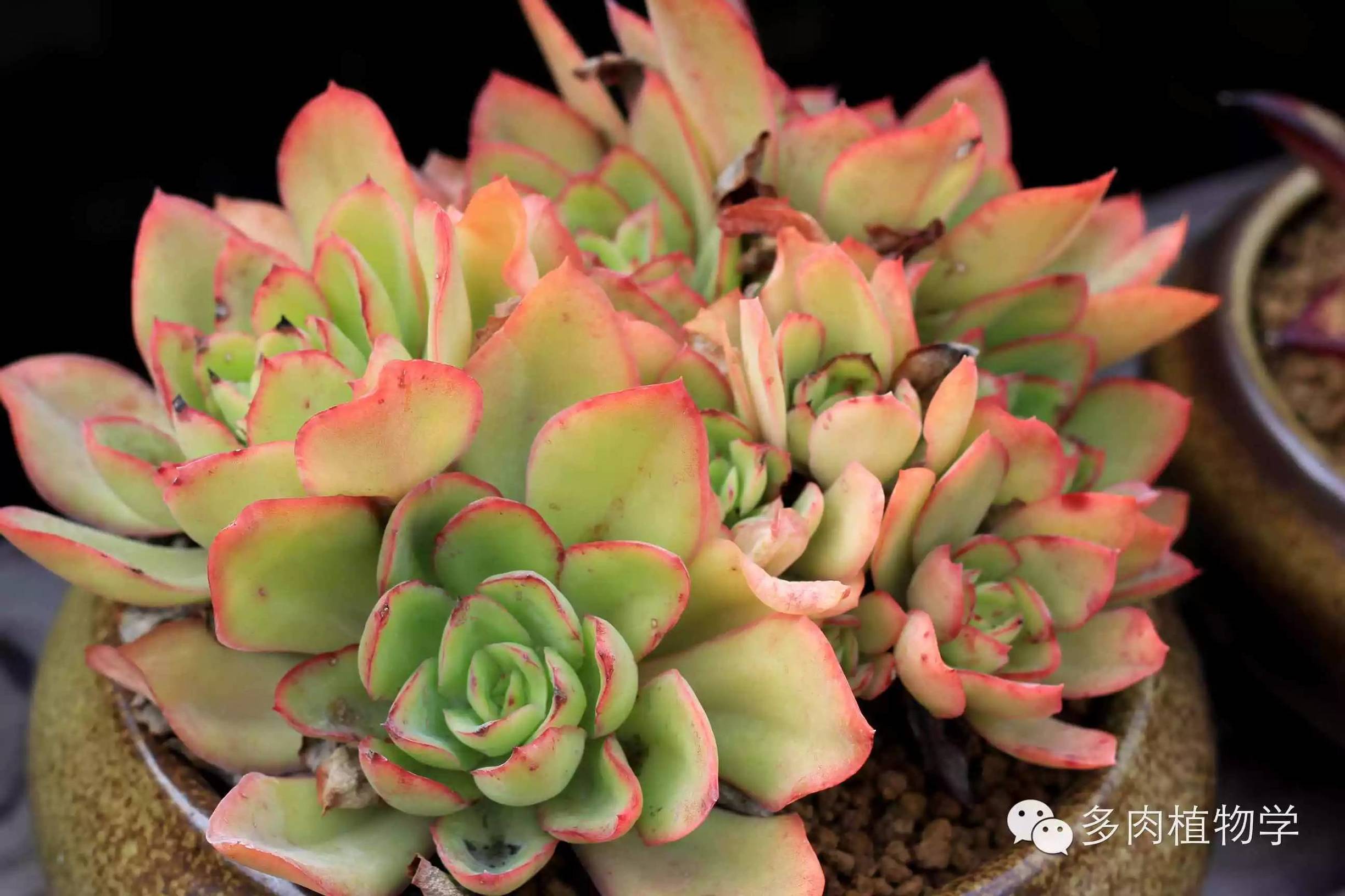 去景天韵开眼界,多肉让人浮想联翩