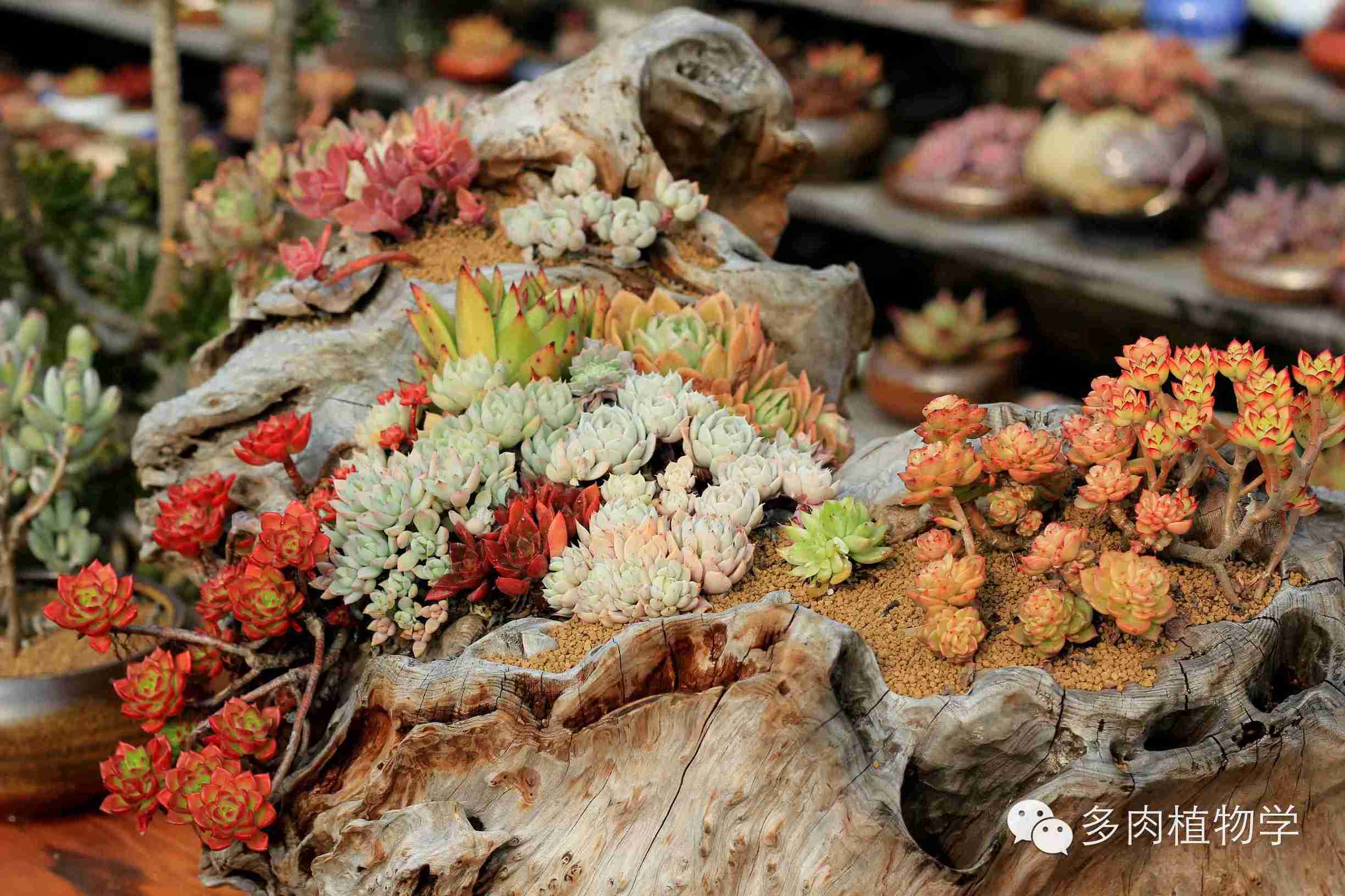 去景天韵开眼界,多肉让人浮想联翩