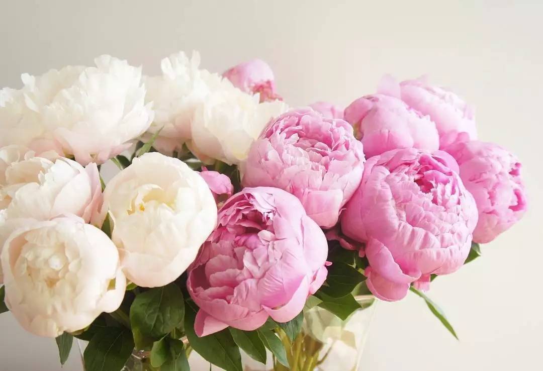 除了康乃馨还可以送母亲什么花,母亲节适合送妈妈的花康乃馨