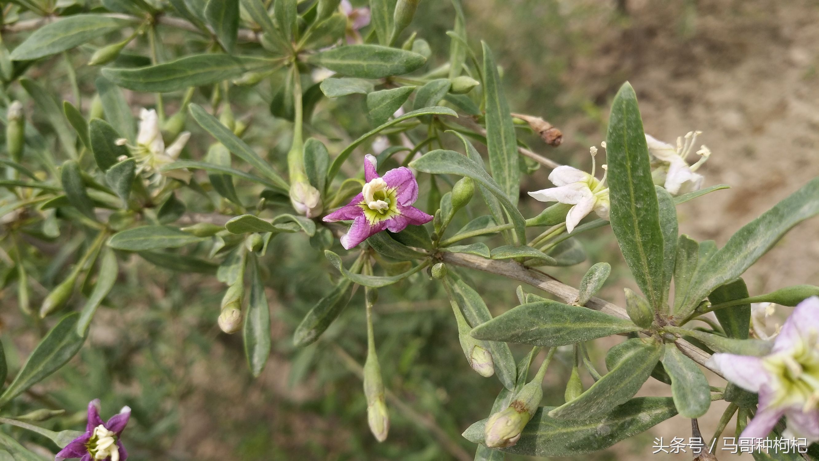 吃枸杞没效果,吃对枸杞才能养生