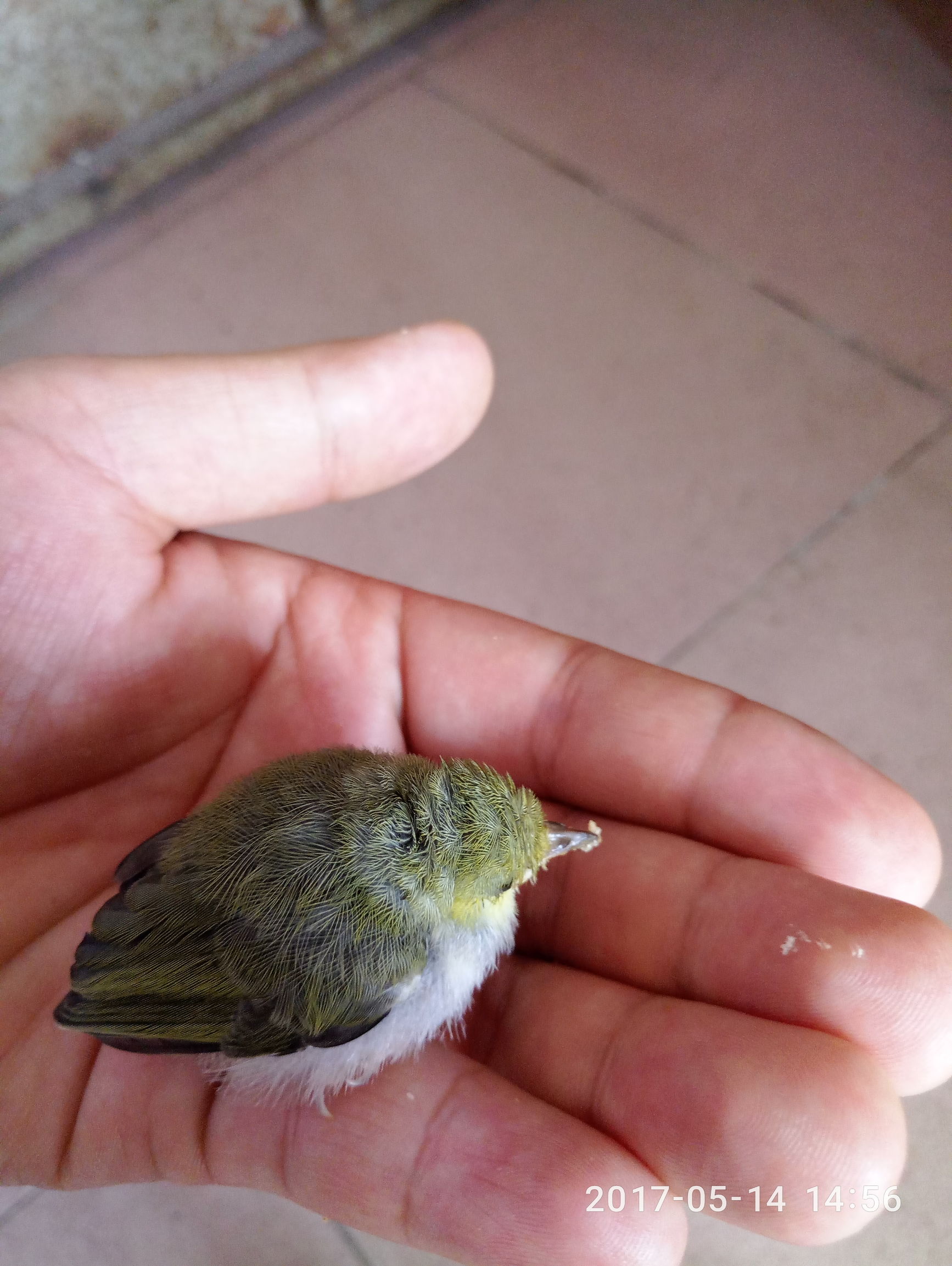 捡到一只小鸟怎么才能活下来,捡到一只小鸟怎么照顾