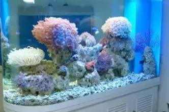 宠物在床上拉屎怎么清理,宠物粪便干在地板上怎么办