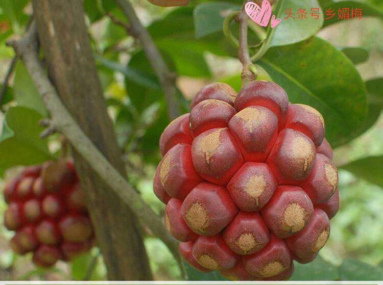 鎭堕瓟鏋滃疄涓嶈兘娓告吵,鍚冧簡鎭堕瓟鏋滃疄涓哄暐涓嶈兘娓告吵