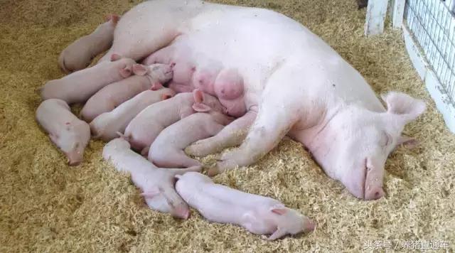 母猪子宫炎怎么根治,母猪子宫炎怎么办