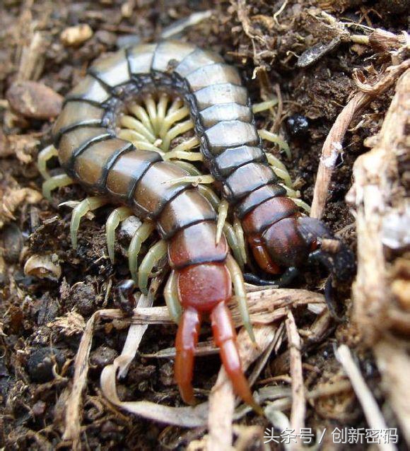 云南人站在食物链的顶端,死也不吃的食物