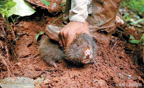 云南人站在食物链的顶端,死也不吃的食物