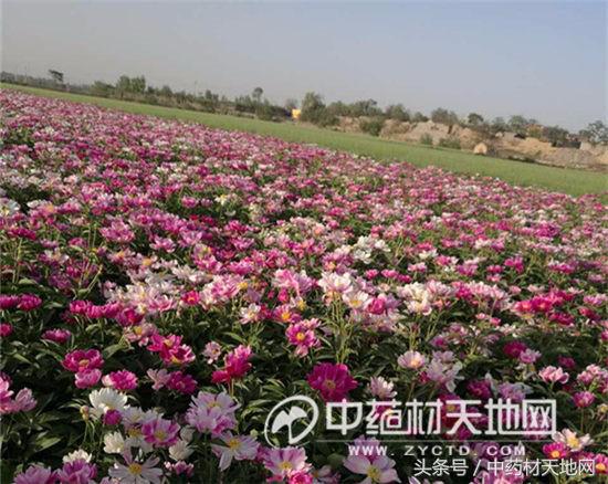 白芍种植山西,一亩地种植多少白芍苗子