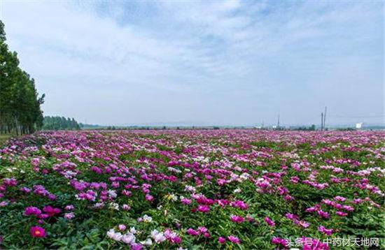 白芍种植山西,一亩地种植多少白芍苗子