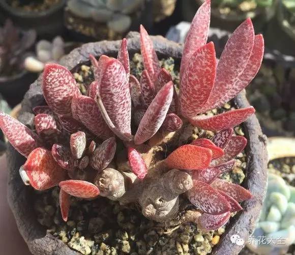 圆滚滚会出血斑的多肉 (十大超可爱的多肉)