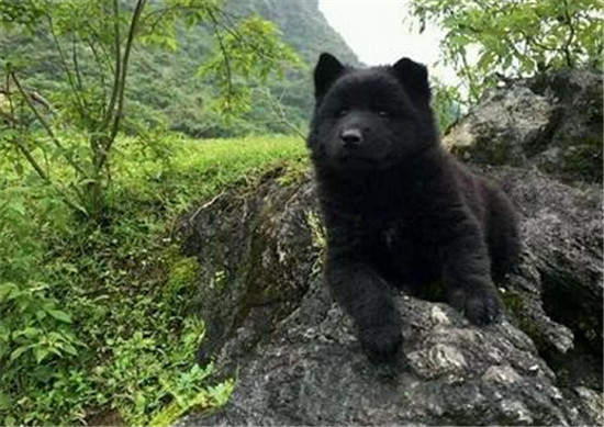 正宗土松狮犬出售,一千块的土松狮