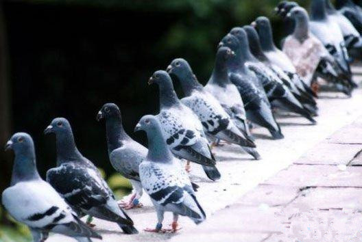 信鸽平时如何预防疾病,大黄治疗信鸽疾病