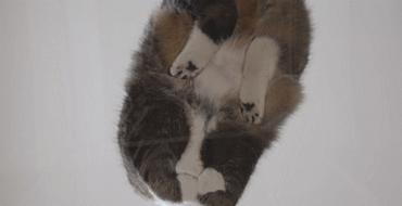 跟猫在一起最好的状态,和猫一起度过的日常生活