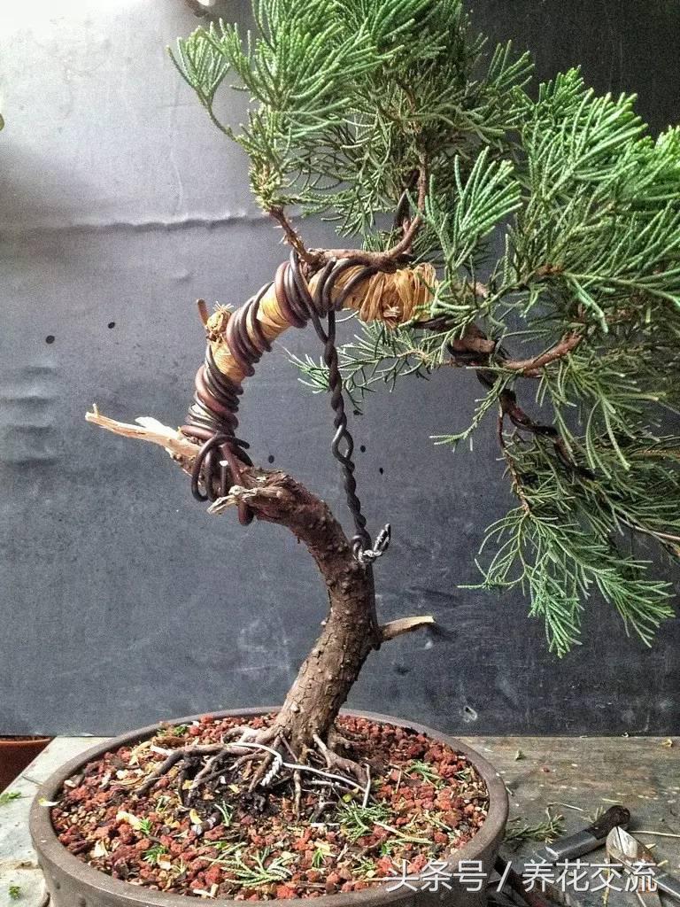 石榴盆景整形修剪时间,赤楠盆景整形修剪方法图解