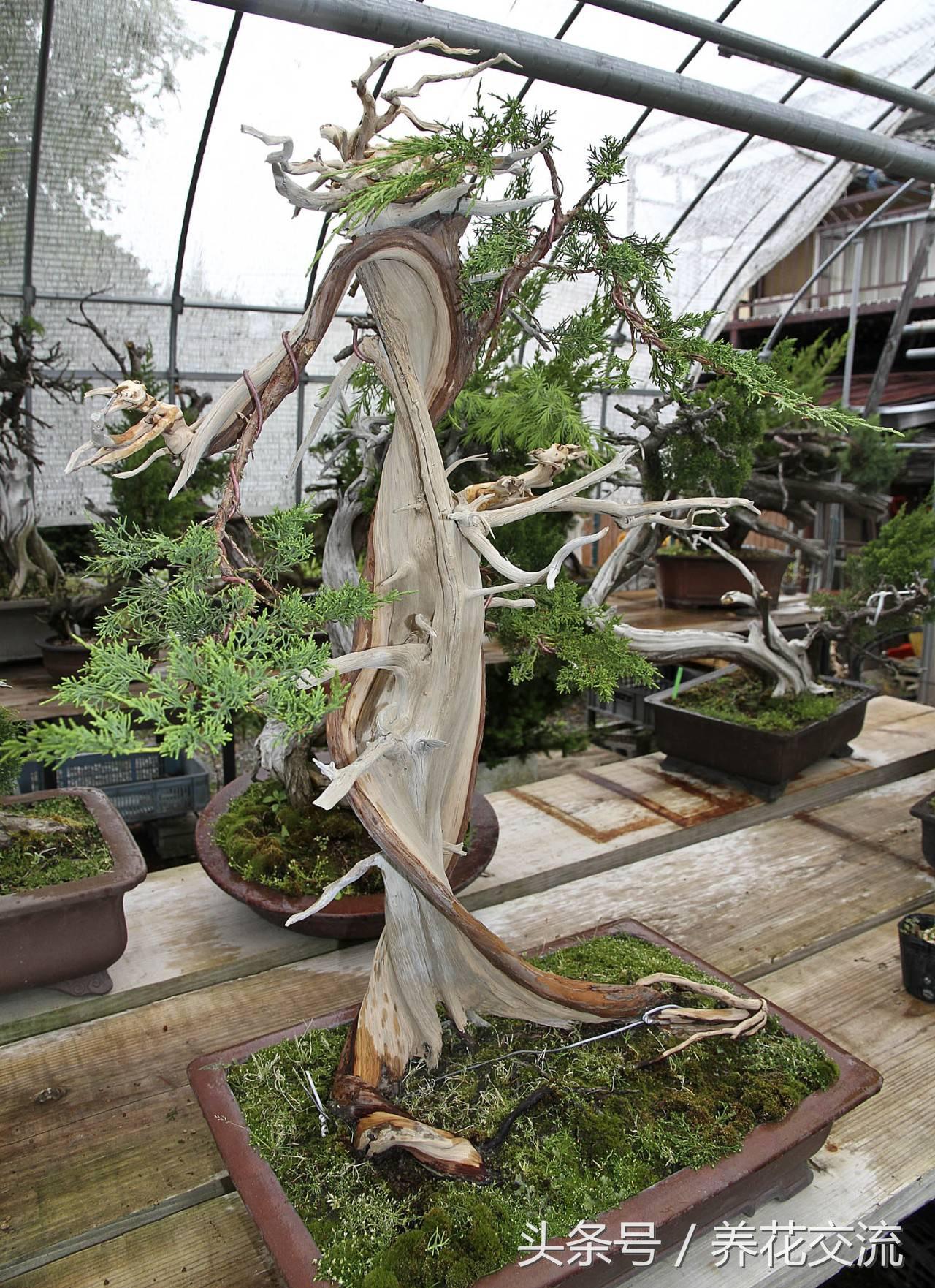 石榴盆景整形修剪时间,赤楠盆景整形修剪方法图解