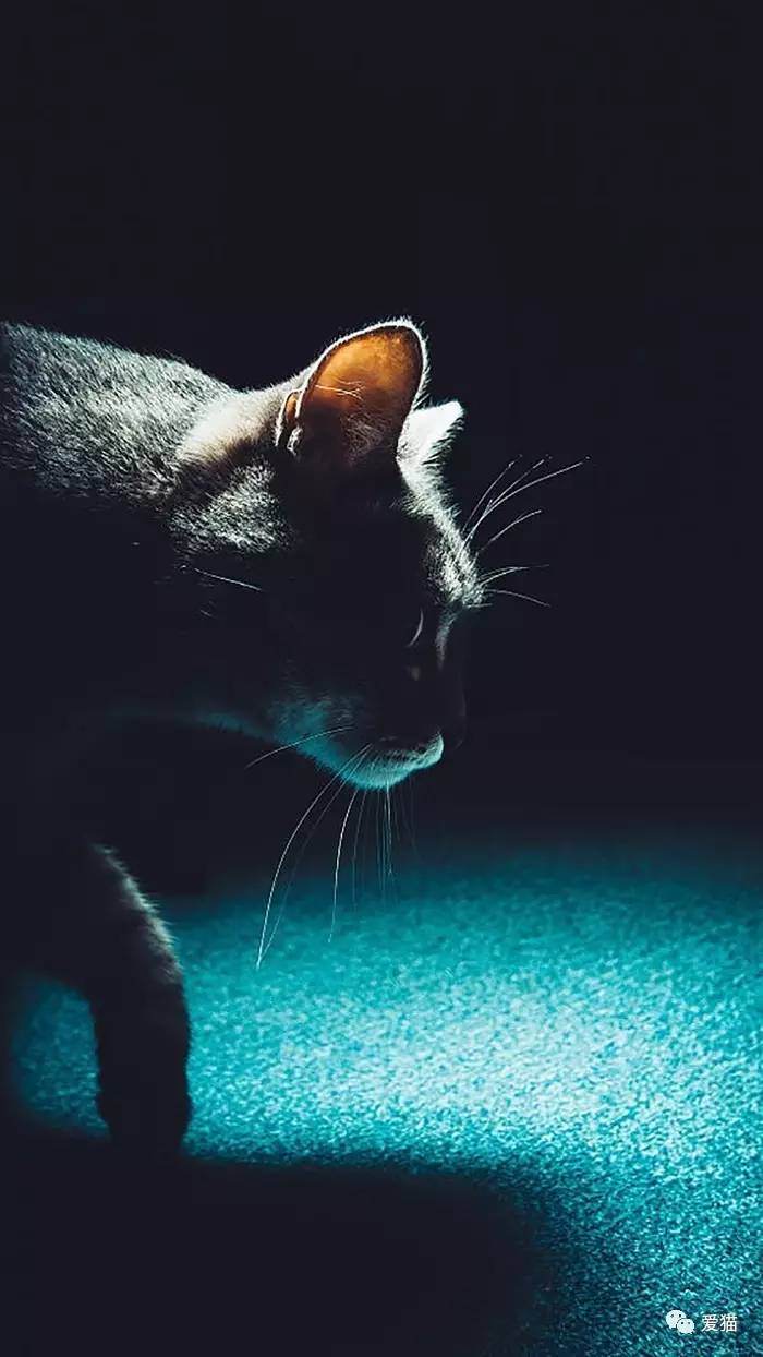 “猫是有灵性的”这句话,你相信吗?