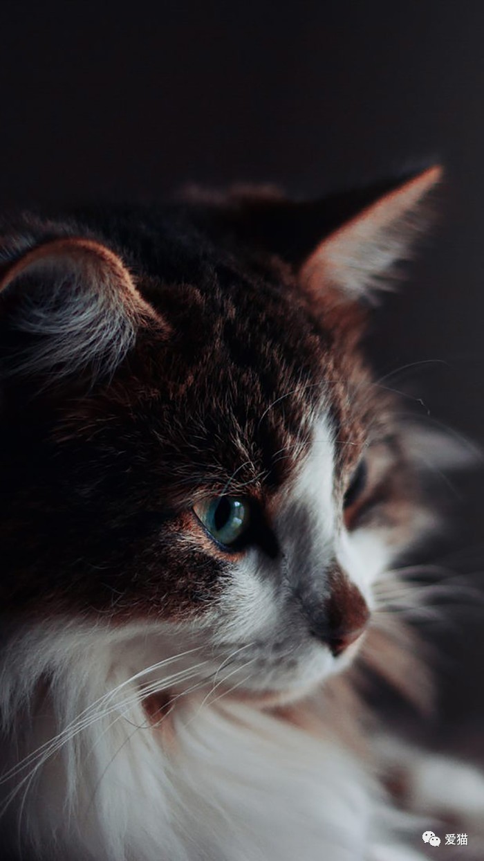 “猫是有灵性的”这句话,你相信吗?