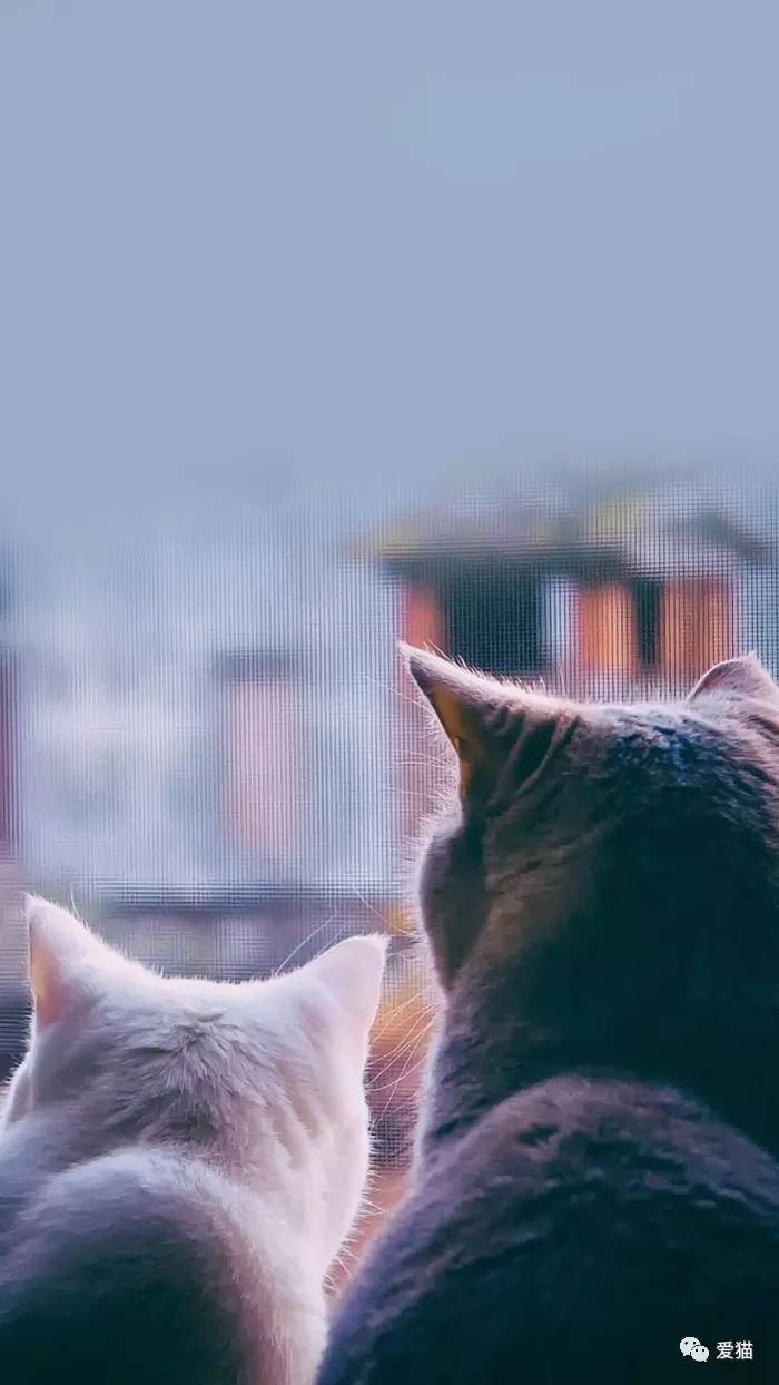 “猫是有灵性的”这句话,你相信吗?