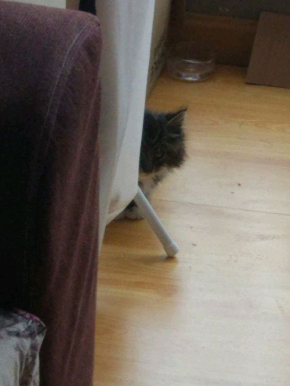 在路上捡到流浪猫可养吗,女子在野外捡了一只猫