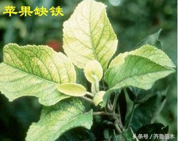 果树缺铁叶子发黄怎么补救,瓜果黄叶死叶怎么办