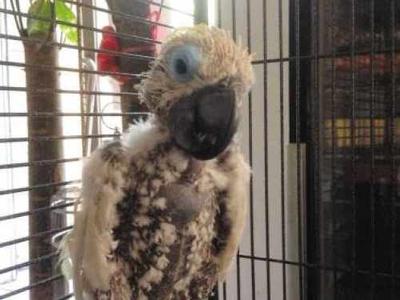 宠物八哥基础知识,八哥预防各种疾病