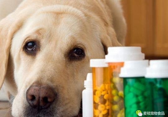 请注意狗狗绝对不能吃的10种食物,切记狗狗不能吃的六种食物