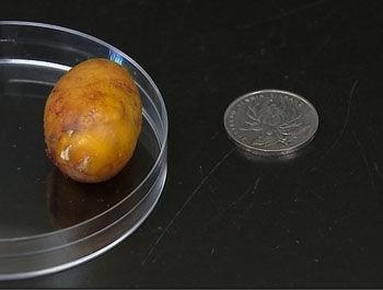 一夜暴富养鸡案例,小伙养鸡有绝招一年净赚上千万