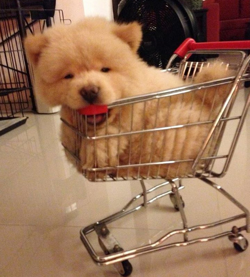 宠物暴利生意,十大暴利宠物养殖品种排名