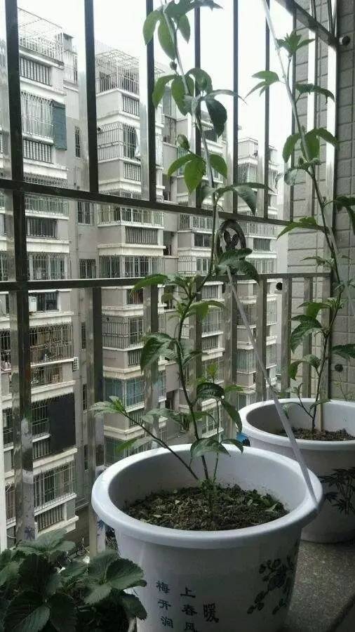 百香果树盆栽怎么种能成活,浙江地区阳台上种植百香果