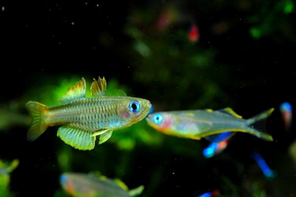 造景草缸灯,造景缸必养工具鱼