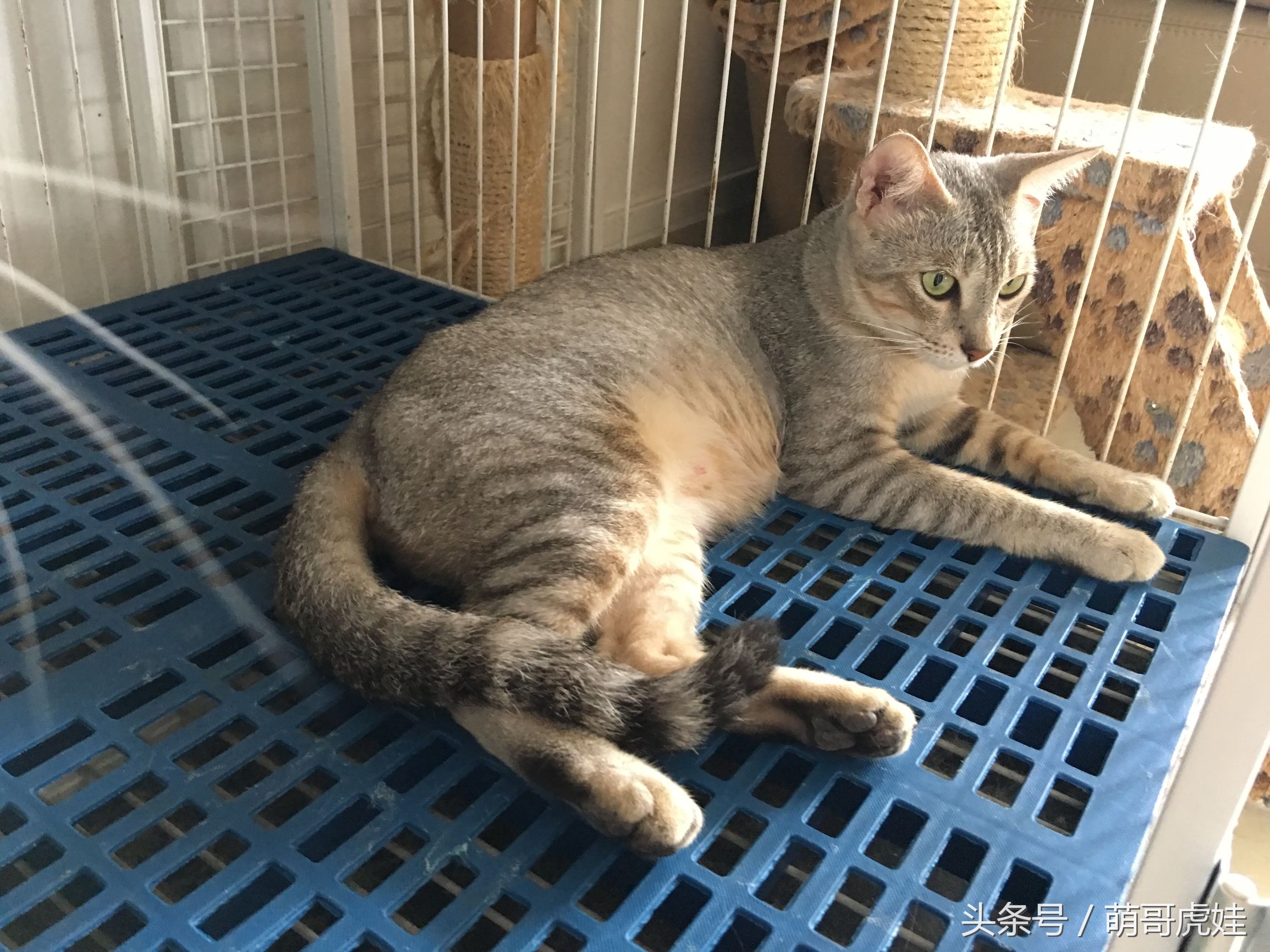 小猫胖胖的不爱动,小猫很胖但是脸却不圆