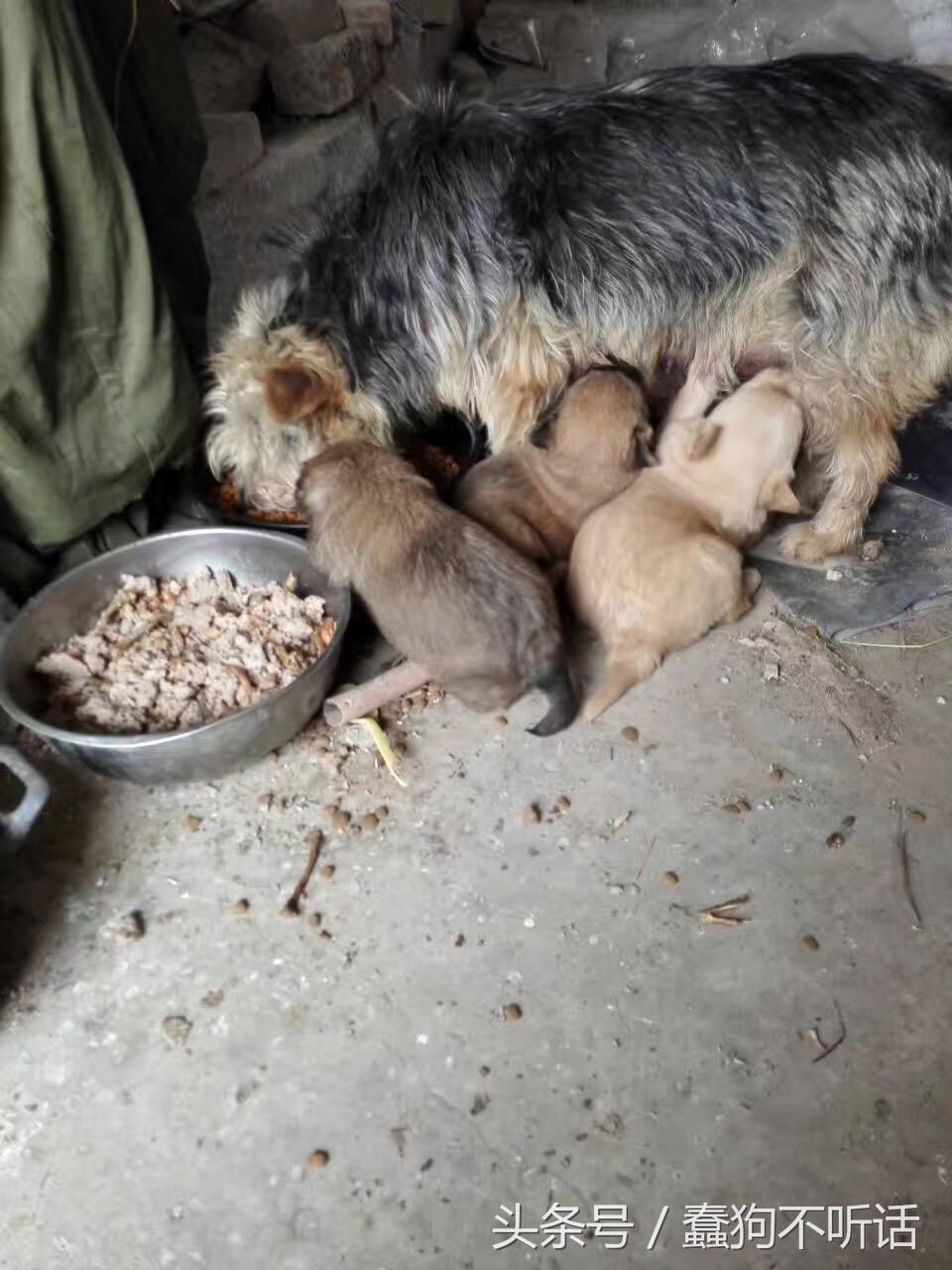 流浪狗自述真实故事,养一只流浪狗的自述