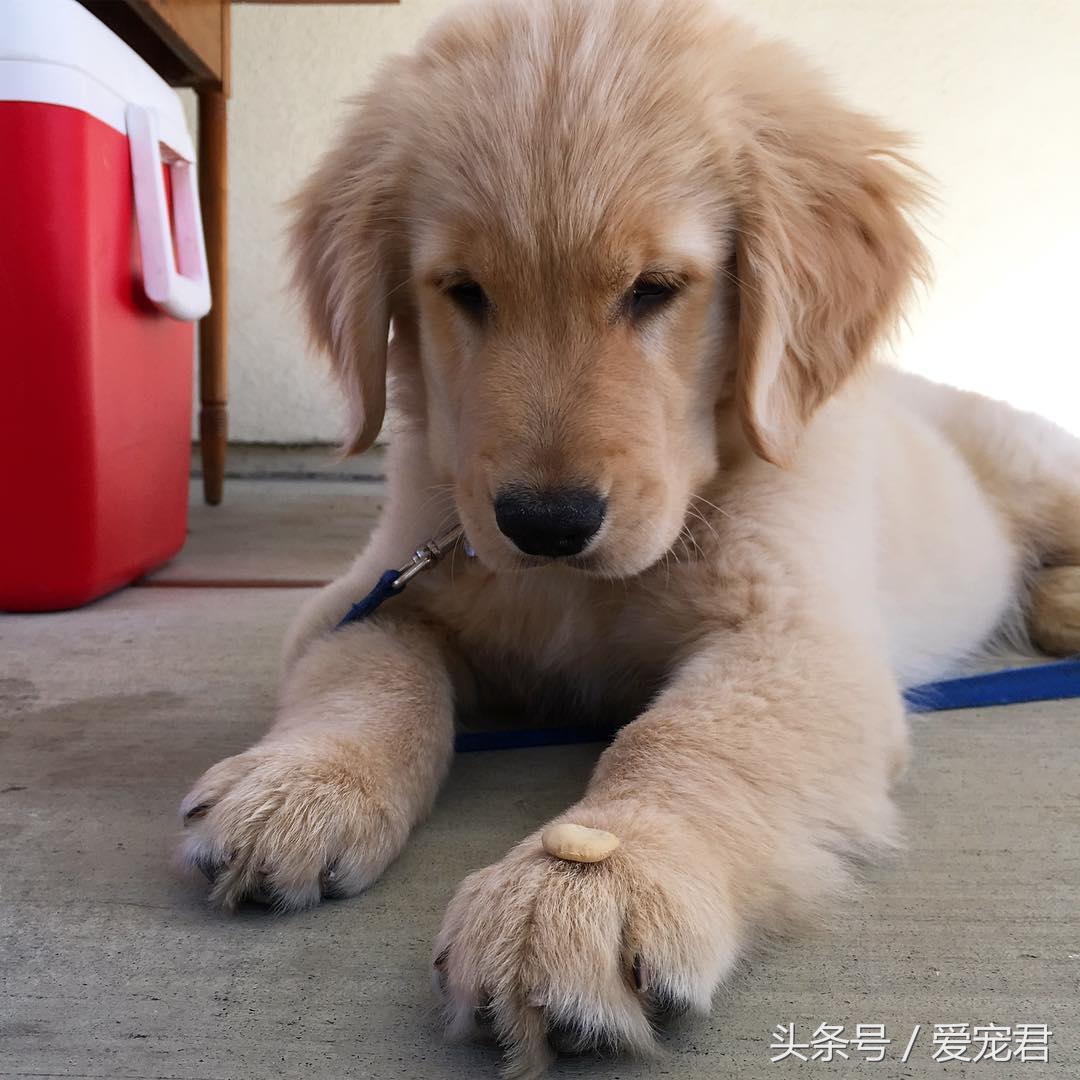 6个月的狗狗吃完奶吐奶怎么回事,半个月狗狗吐奶不爱吃奶怎么办