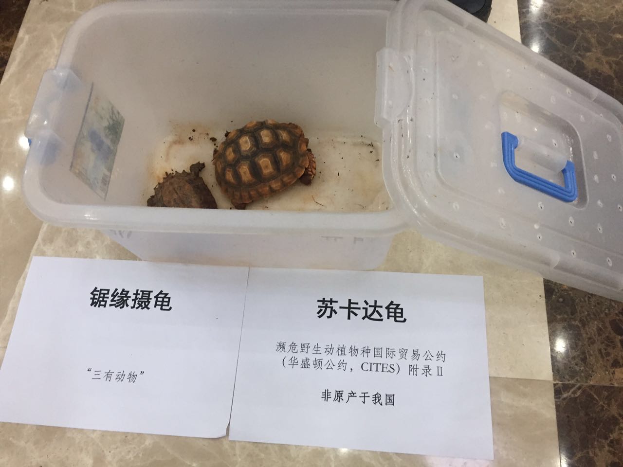 男士国外代购,跨国代购野生动物