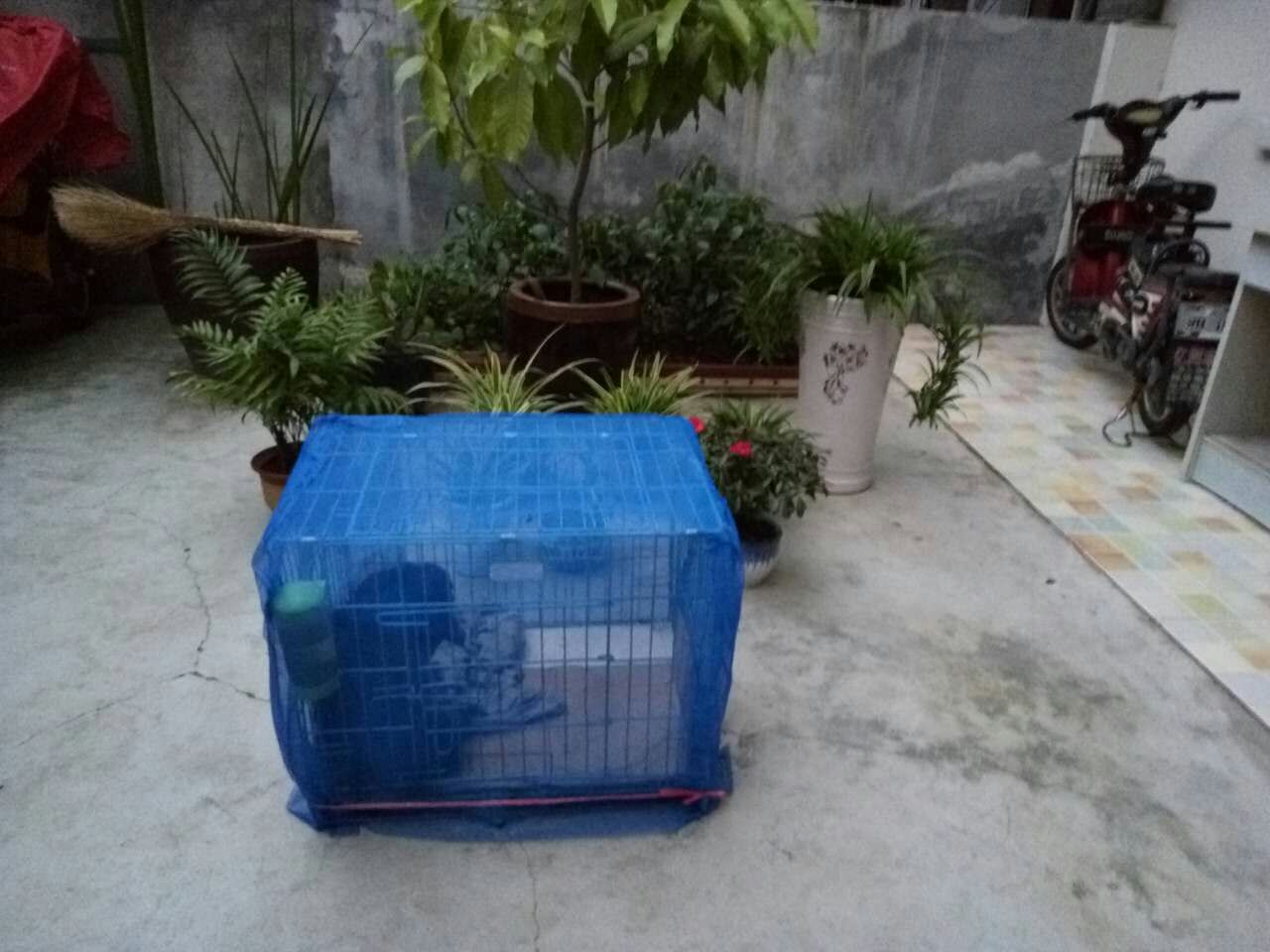 狗狗犬瘟热的治疗过程,狗狗犬瘟热怎么治疗最快的方法