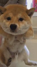 活生生的看着雪白的萨摩耶跟着哈士奇变成黑黢黢的